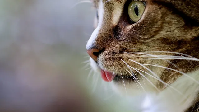 India's CATS Programme: Revolutionizing Air Warfare with AI-Driven Combat Networks