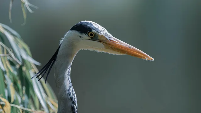 India's Heron RPA Restoration: Breathing New Life into Damaged Assets